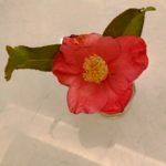 椿名人からの新しい椿